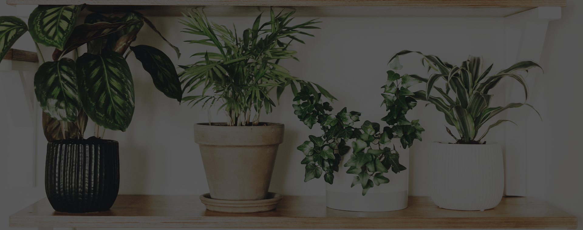 Plantas como decoração e seus benefícios