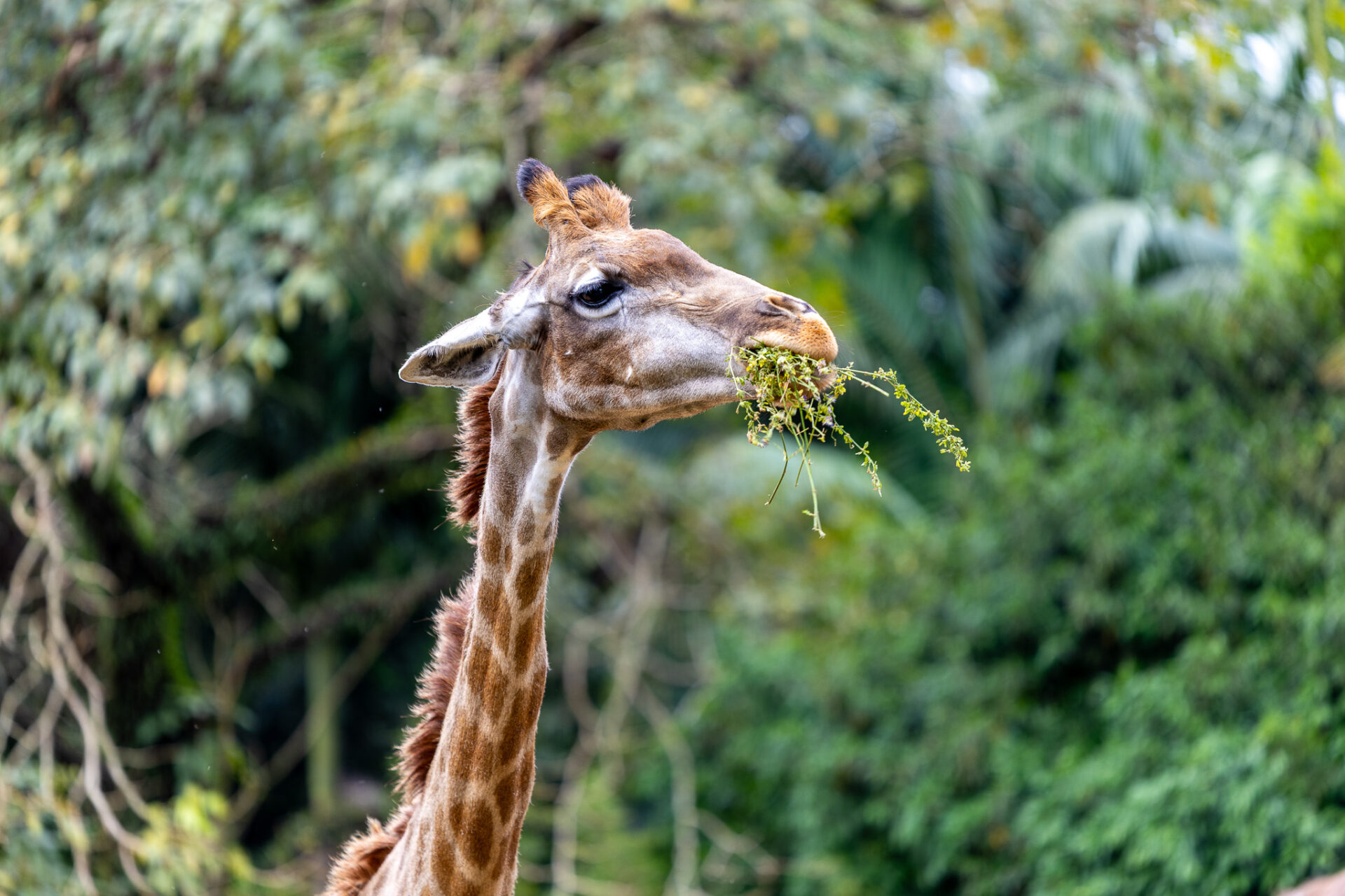 Zoológico de São Paulo